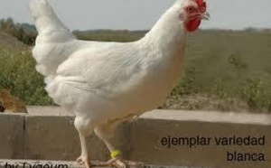 DEMOSTRADO..... ¡¡ DESCENDEMOS DE LAS GALLINAS !! (HUMOR GALLINÁCEO)